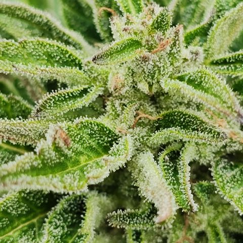 M - Black Orchid Automatic (Zamnesia Genetics)  growlog timeline photo