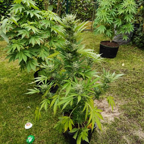 M - Black Orchid Automatic (Zamnesia Genetics)  growlog timeline photo