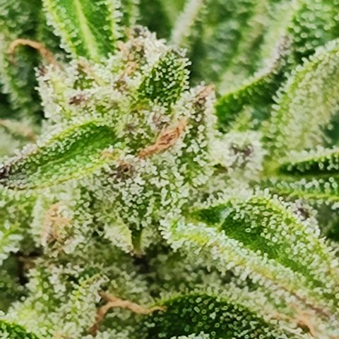 M - Black Orchid Automatic (Zamnesia Genetics)  growlog timeline photo