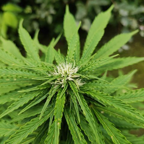 M - Northern Light Automatic (Sensi Seeds Genetics)  growlog timeline photo