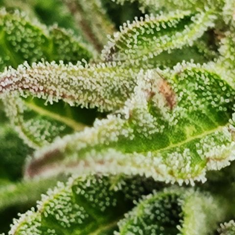 M - Black Orchid Automatic (Zamnesia Genetics)  growlog timeline photo