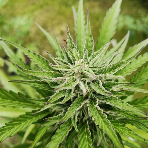 M - Black Orchid Automatic (Zamnesia Genetics)  growlog timeline photo