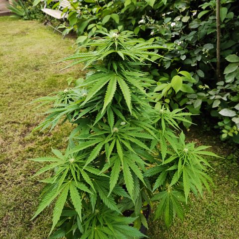 M - Northern Light Automatic (Sensi Seeds Genetics)  growlog timeline photo