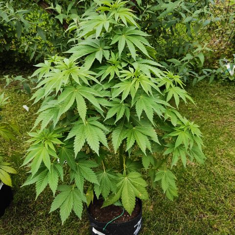 M - Runtz (Zamnesia Genetics)  growlog timeline photo