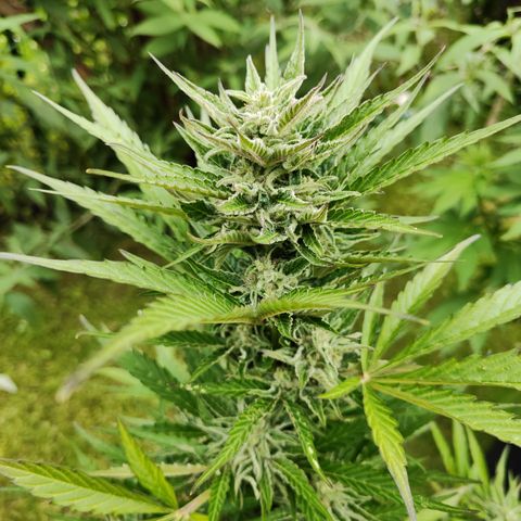 M - Black Orchid Automatic (Zamnesia Genetics)  growlog timeline photo