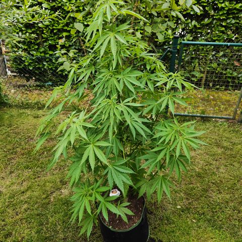 M - Amnesia Haze (Zamnesia Genetics)  growlog timeline photo