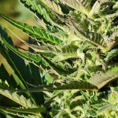 M - Black Orchid Automatic (Zamnesia Genetics)  growlog timeline photo