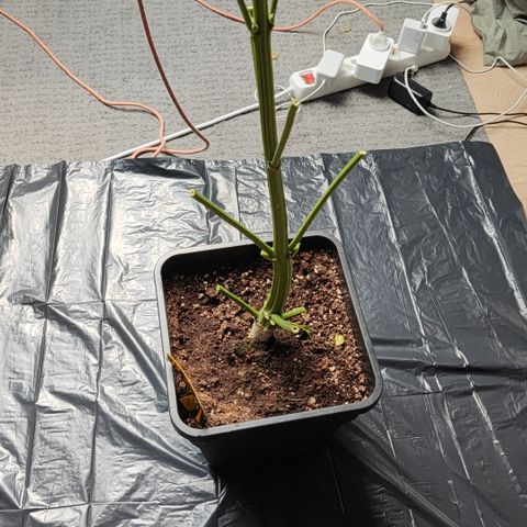 M - Black Orchid Automatic (Zamnesia Genetics)  growlog photo: Nach einer Inspektion der Trichome durch ein Mikroskop kam ich  zu dem Schluss die Pflanze heute bereits zu ernten. 