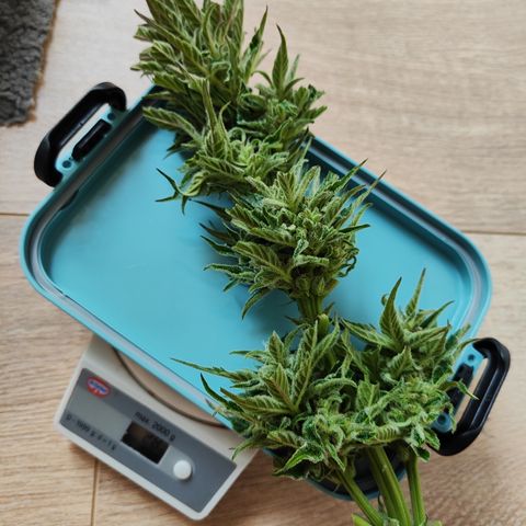 M - Black Orchid Automatic (Zamnesia Genetics)  growlog photo: Nach einer Inspektion der Trichome durch ein Mikroskop kam ich  zu dem Schluss die Pflanze heute bereits zu ernten. 