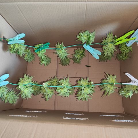 M - Black Orchid Automatic (Zamnesia Genetics)  growlog photo: Nach einer Inspektion der Trichome durch ein Mikroskop kam ich  zu dem Schluss die Pflanze heute bereits zu ernten. 