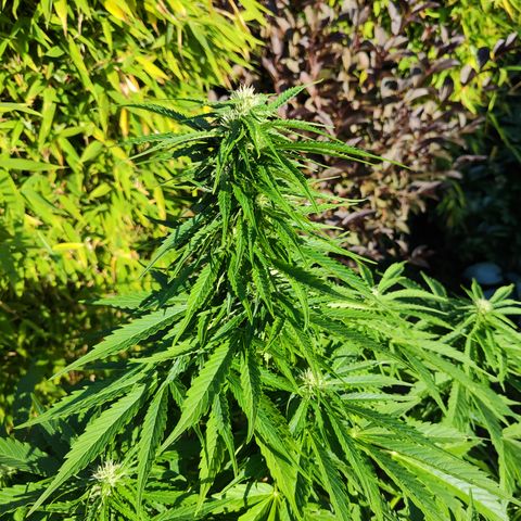M - Northern Light Automatic (Sensi Seeds Genetics)  growlog timeline photo