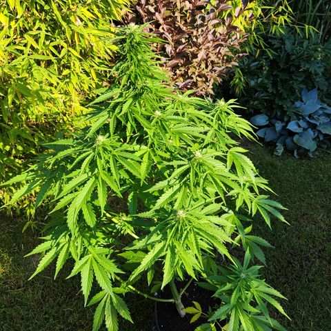 M - Northern Light Automatic (Sensi Seeds Genetics)  growlog timeline photo