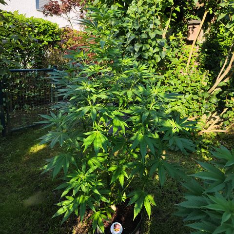 M - Amnesia Haze (Zamnesia Genetics)  growlog timeline photo