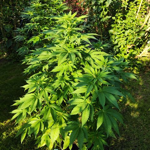 M - Runtz (Zamnesia Genetics)  growlog timeline photo