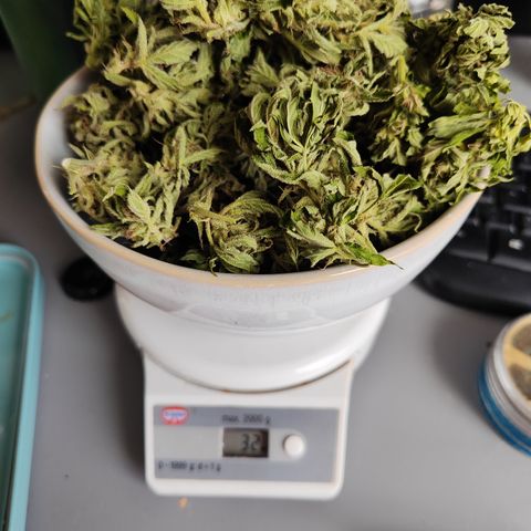 M - Black Orchid Automatic (Zamnesia Genetics)  growlog timeline photo