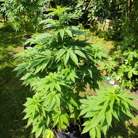 M - Runtz (Zamnesia Genetics)  growlog timeline photo