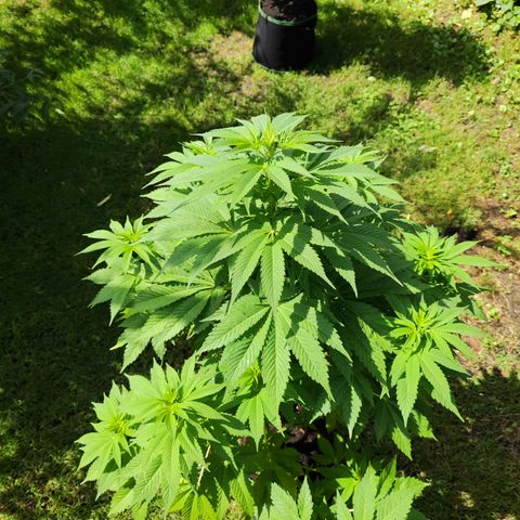 M - Runtz (Zamnesia Genetics)  growlog timeline photo