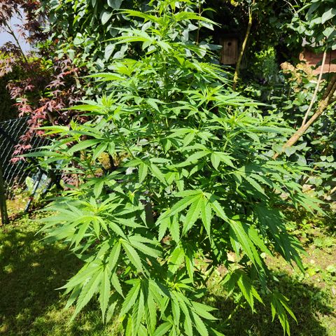 M - Amnesia Haze (Zamnesia Genetics)  growlog timeline photo