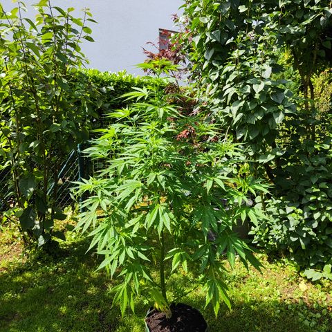 M - Amnesia Haze (Zamnesia Genetics)  growlog timeline photo