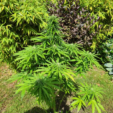 M - Northern Light Automatic (Sensi Seeds Genetics)  growlog timeline photo