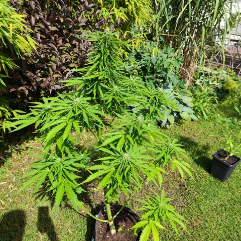 M - Northern Light Automatic (Sensi Seeds Genetics)  growlog timeline photo