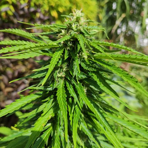 M - Northern Light Automatic (Sensi Seeds Genetics)  growlog timeline photo