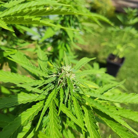 M - Northern Light Automatic (Sensi Seeds Genetics)  growlog timeline photo