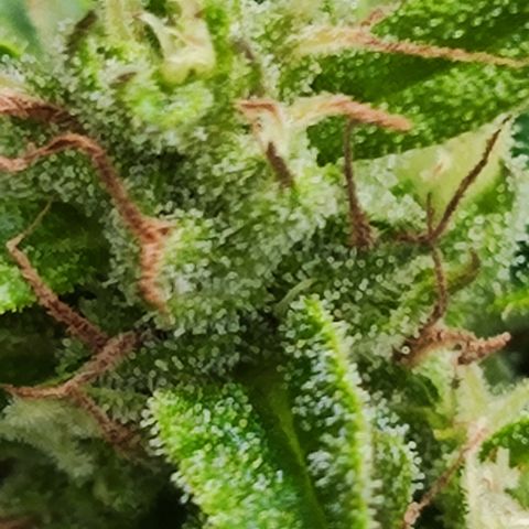 M - Northern Light Automatic (Sensi Seeds Genetics)  growlog timeline photo