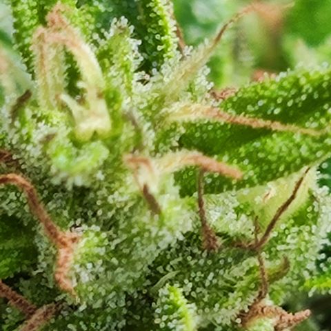 M - Northern Light Automatic (Sensi Seeds Genetics)  growlog timeline photo
