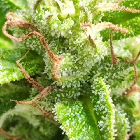 M - Northern Light Automatic (Sensi Seeds Genetics)  growlog timeline photo