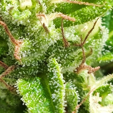 M - Northern Light Automatic (Sensi Seeds Genetics)  growlog timeline photo
