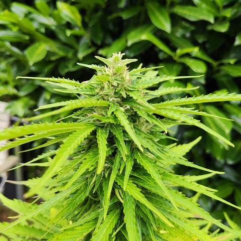 M - Northern Light Automatic (Sensi Seeds Genetics)  growlog timeline photo