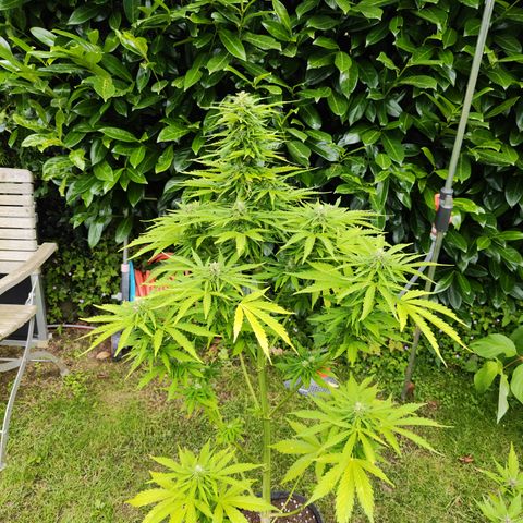 M - Northern Light Automatic (Sensi Seeds Genetics)  growlog timeline photo