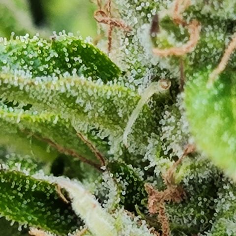 M - Northern Light Automatic (Sensi Seeds Genetics)  growlog timeline photo