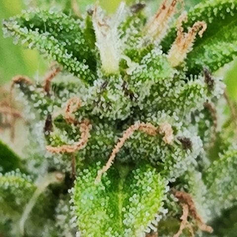 M - Northern Light Automatic (Sensi Seeds Genetics)  growlog timeline photo