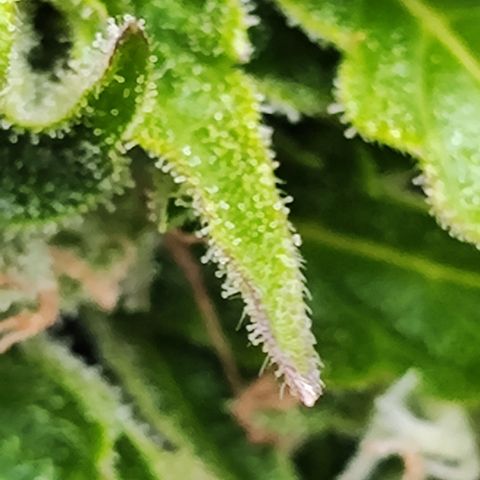 M - Northern Light Automatic (Sensi Seeds Genetics)  growlog timeline photo