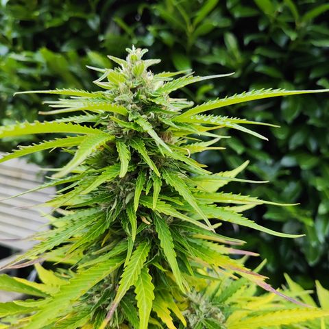 M - Northern Light Automatic (Sensi Seeds Genetics)  growlog timeline photo