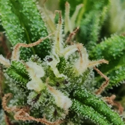 M - Northern Light Automatic (Sensi Seeds Genetics)  growlog timeline photo