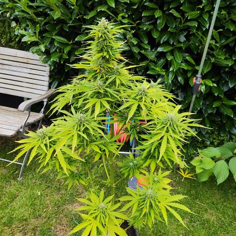 M - Northern Light Automatic (Sensi Seeds Genetics)  growlog timeline photo