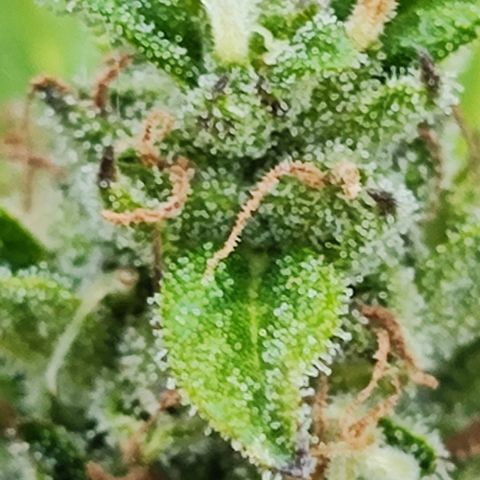 M - Northern Light Automatic (Sensi Seeds Genetics)  growlog timeline photo