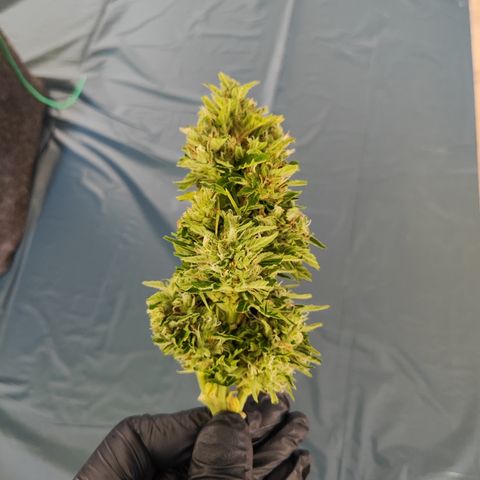 M - Northern Light Automatic (Sensi Seeds Genetics)  growlog timeline photo