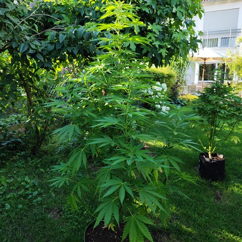 M - Amnesia Haze (Zamnesia Genetics)  growlog timeline photo