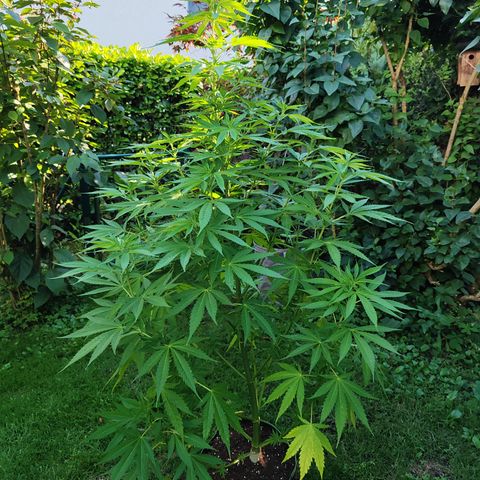 M - Amnesia Haze (Zamnesia Genetics)  growlog timeline photo