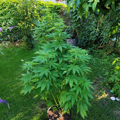 M - Runtz (Zamnesia Genetics)  growlog timeline photo