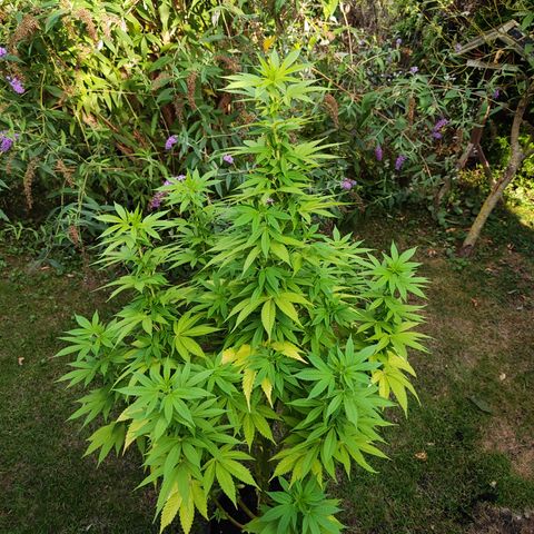 M - Runtz (Zamnesia Genetics)  growlog timeline photo