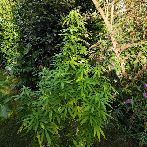 M - Amnesia Haze (Zamnesia Genetics)  growlog timeline photo