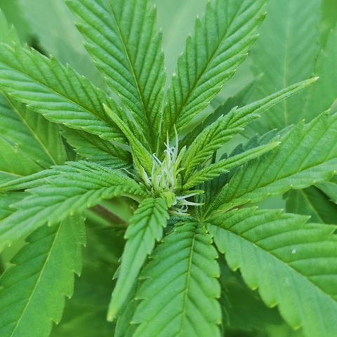M - Runtz (Zamnesia Genetics)  growlog timeline photo