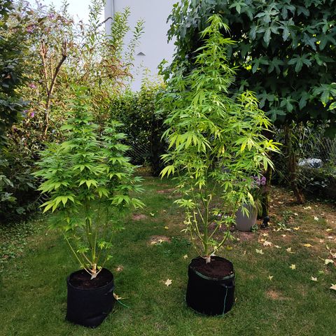 M - Amnesia Haze (Zamnesia Genetics)  growlog timeline photo