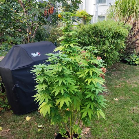 M - Runtz (Zamnesia Genetics)  growlog timeline photo