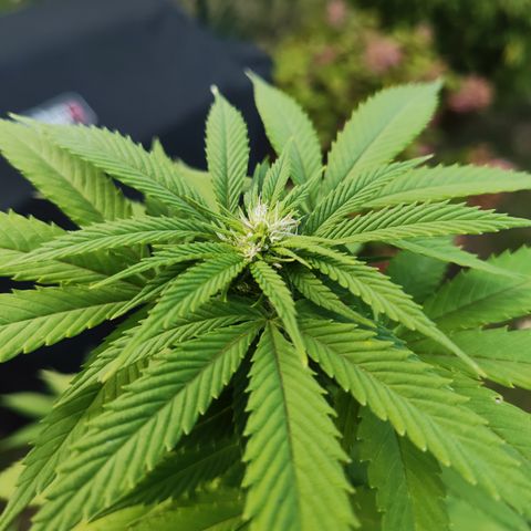 M - Runtz (Zamnesia Genetics)  growlog timeline photo